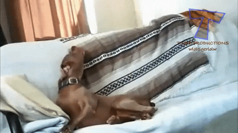 dog feel GIF