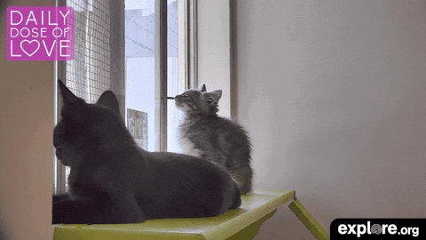 kittens daily dose of love GIF by explore.org