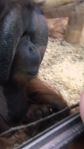 Orangutan Transfixed With Baby Bump Goes Viral