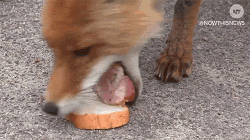 hungry fox GIF by NowThis 