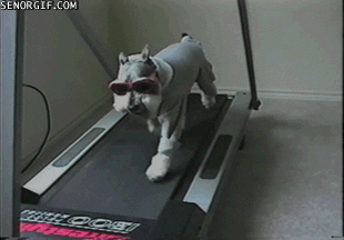 dog sunglasses GIF by Cheezburger