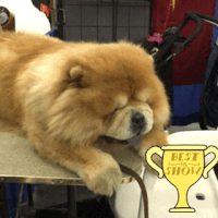 wkc 2017 GIF by Westminster Kennel Club
