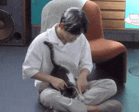 Cat Kitty GIF