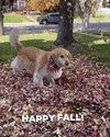 Golden Retriever Fall GIF by Finley