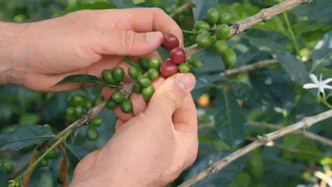 RawMaterial giphyupload GIF