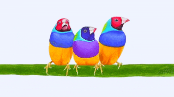 viewsonicph birds social distancing finch viewsonic GIF