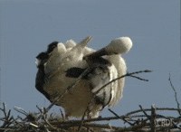 Stork GIF by CRDI. Ajuntament de Girona