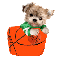 march madness dog Sticker by MISO PUP