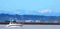 Washington State GIF by 50statesproject