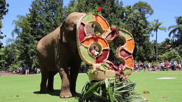 Elephant Celebrates 63rd Birthday With Festive Fruit Cake at Perth Zoo