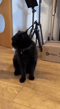 Cat GIF