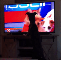 Parker the Pup Blocks TV From View 