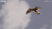 uk england GIF by BBC Earth