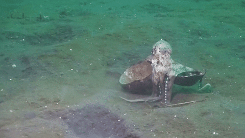 stuff octopus GIF