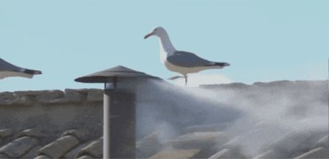 New Pope GIF