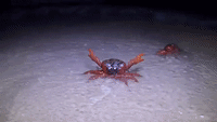 Christmas Island Red Crabs Claw Along Beach