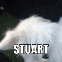 animal planet puppy bowl 2016 GIF by GIPHY CAM
