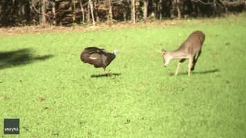 Not on My Patch! Plucky Turkey Charges Deer