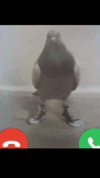 Enes_wxq00 phone call pigeon phone call GIF