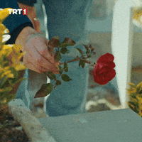 I Love You Flowers GIF by TRT