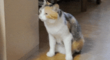 awkward cat fail GIF