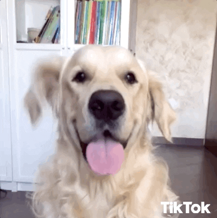 Golden Retriever Cute Puppy GIF by TikTok Italia