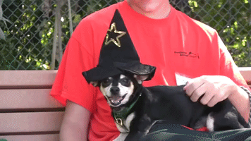 Dogs and Cats are Going All-Out for Halloween