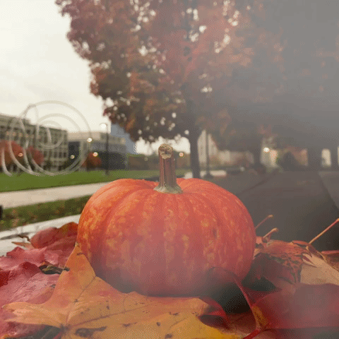halloween fall GIF by IUPUI