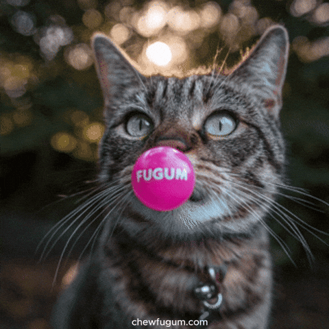 Cat Pop GIF by Fugum