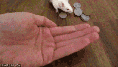 mouse grabbing GIF by Cheezburger