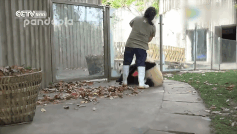 pandas GIF