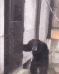 Monkey Door GIF