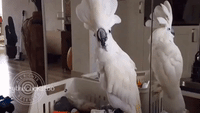 Musical Cockatoo Practices Her Vocal Exercises