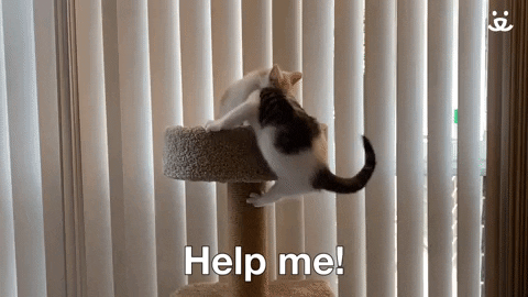 Best Friends Cats GIF by Best Friends Animal Society