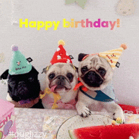 puglizzysg happy birthday pugs dog party cute pugs GIF