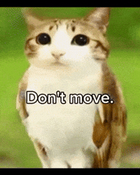 Cat Move GIF