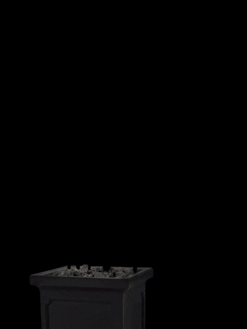 CuriousCanary giphyupload GIF