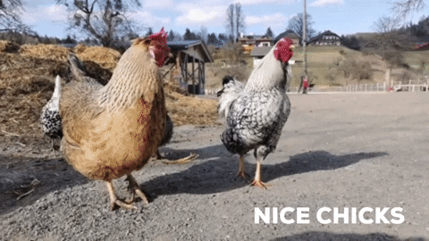 ponyklippklapp giphygifmaker chicken chick rooster GIF
