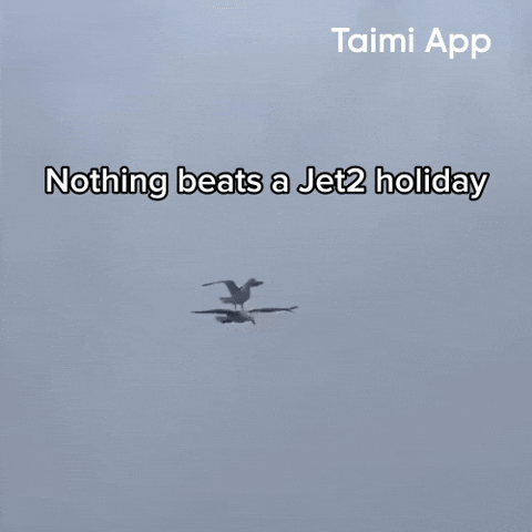 Seagulls GIF by Taimi