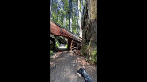 waldenboy giphyupload GIF