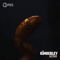 Australia Snake GIF by PBS