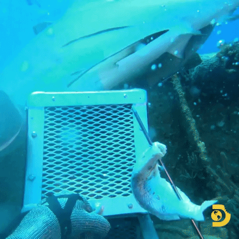 Swimming With Sharks Shark Cage GIF by Shark Week