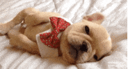 tired jet lag GIF by The BarkPost 