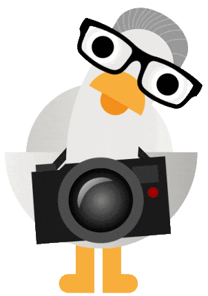 Fotograf Sea Gull Sticker