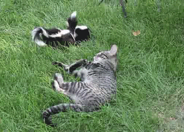 cat skunks GIF by Cheezburger