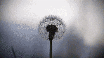 hannahjohnston art animation stop motion experimental GIF