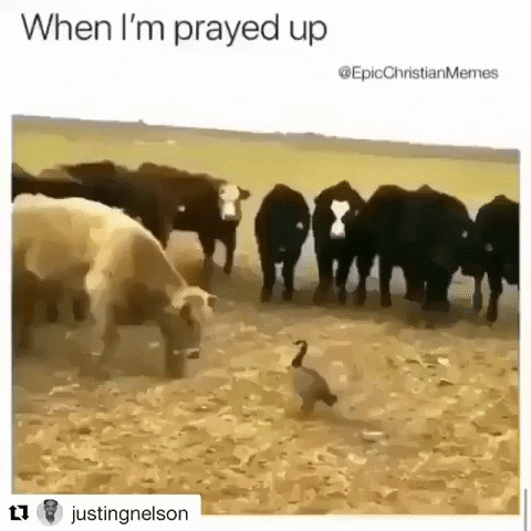 funny GIF by JustViral.Net