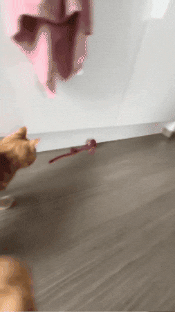 Gato jugando con pelota