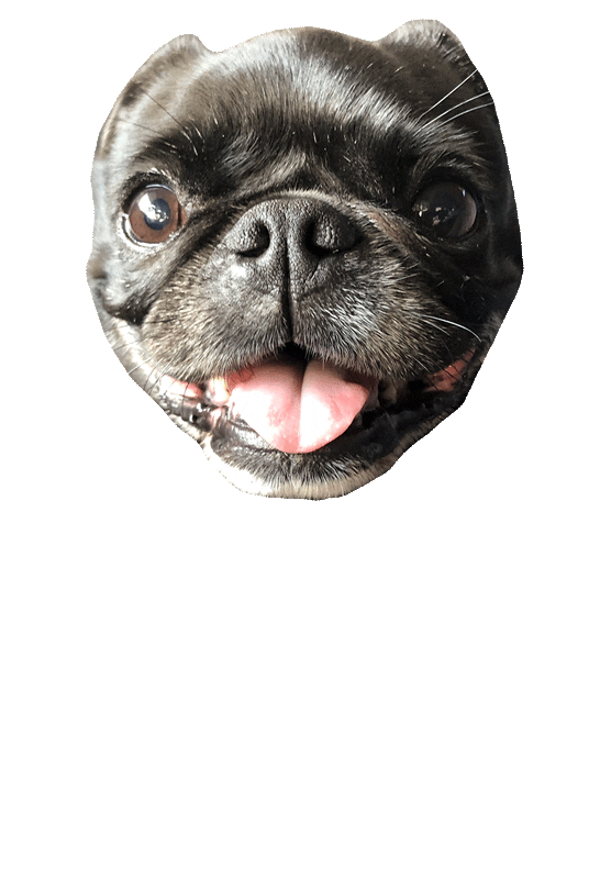 JasonKauz giphyupload pepe pug pepethepug Sticker