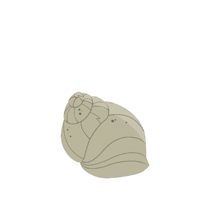 Hermit Crab Animation Sticker by Puffin Rock